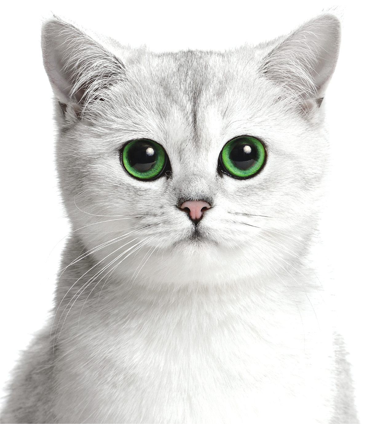 Home   Kit Cat International Pte Ltd