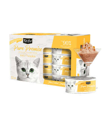Pure Promise - With Pumpkin